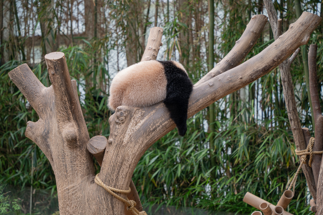 에버랜드 판다월드 루이바오 후이바오