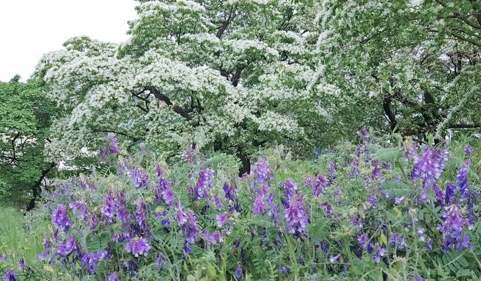대구 달성 교항리 이팝나무 군락지