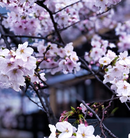 25년 벚꽃 개화시기 전국 일정