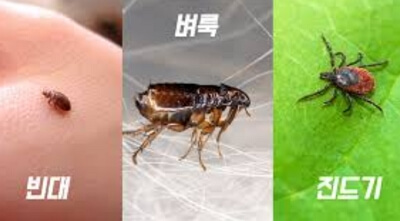 빈대 퇴치제 추천 제품 장점 단점