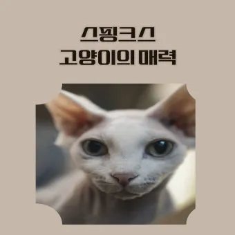 작은고양이 쪼꼬미 냥이 매력 탐구 귀여움 분석_14