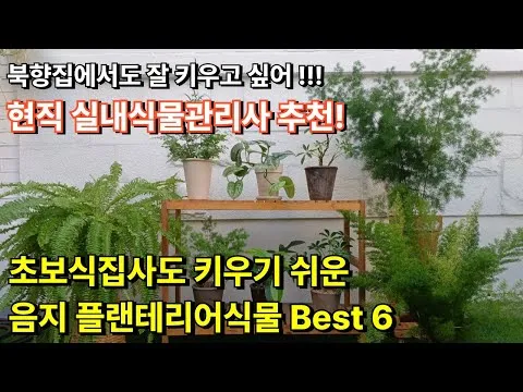 북향집 식물 선택 저조도관리 물주기 식물등 활용 방법_3