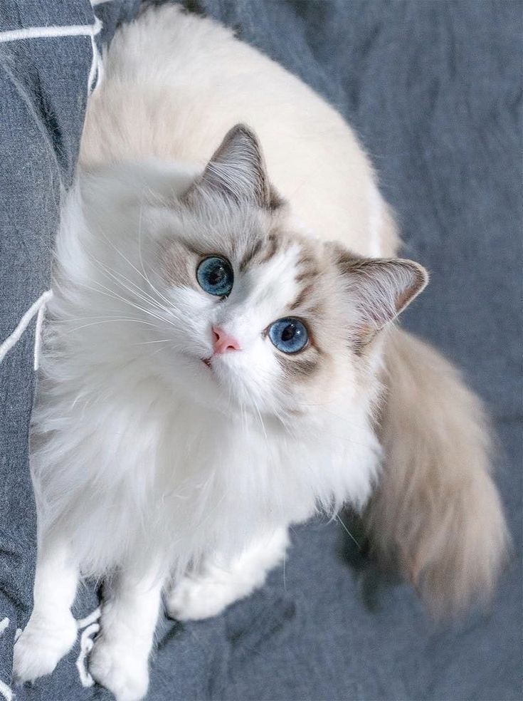고양이 유전자 차이