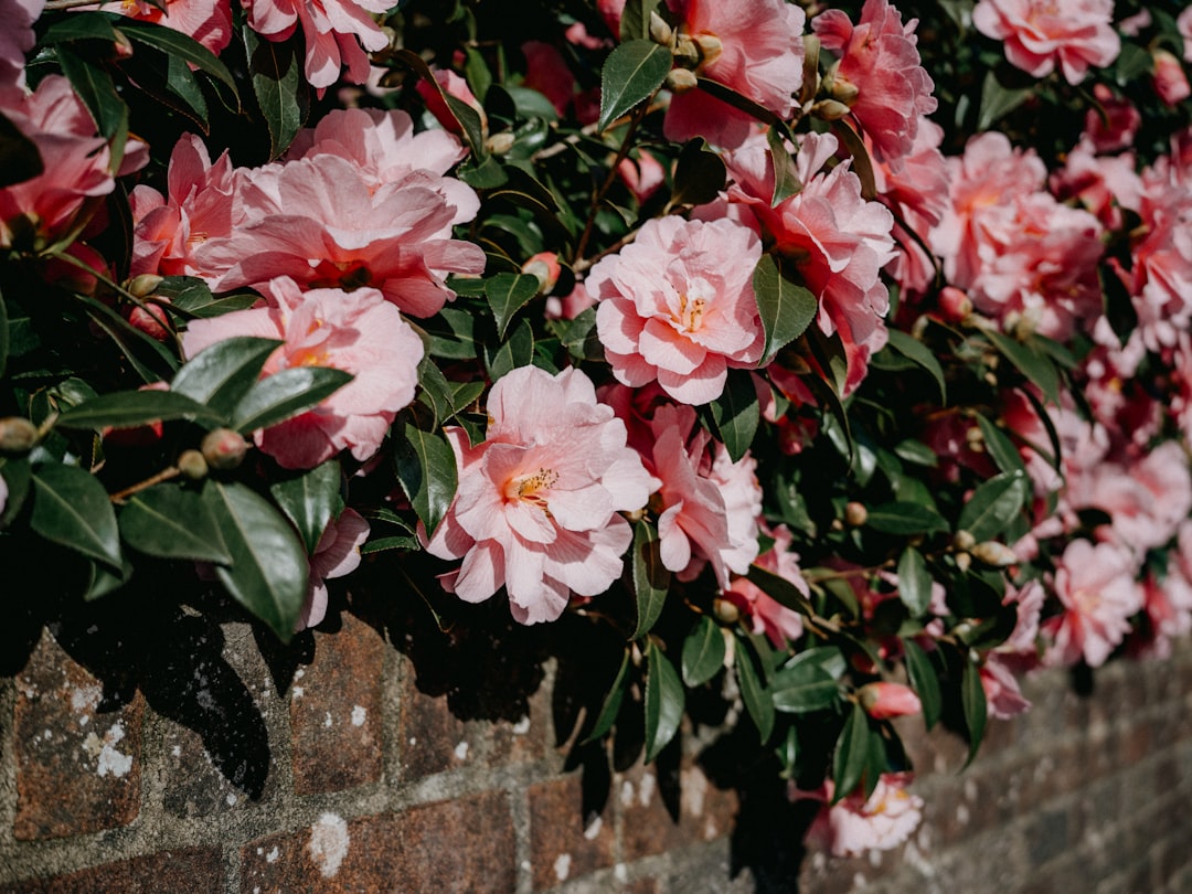 Camellia