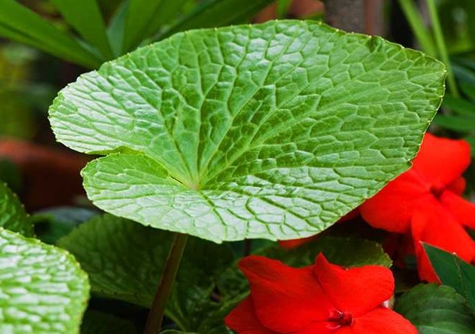 와사비잎 추출물 효능