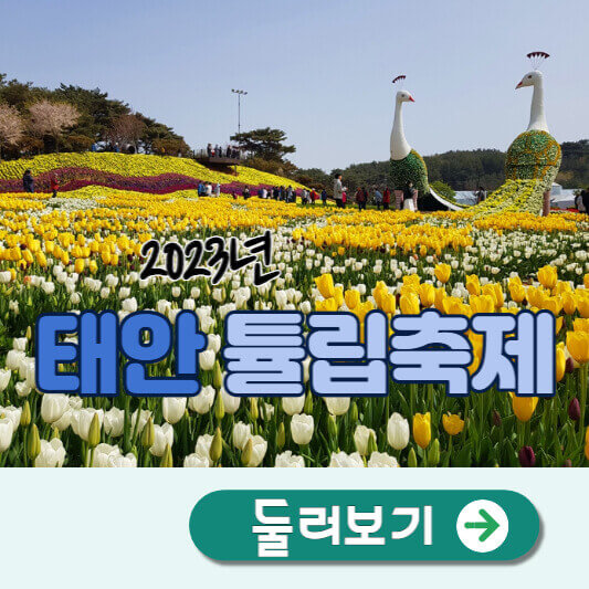 태안튤립축제