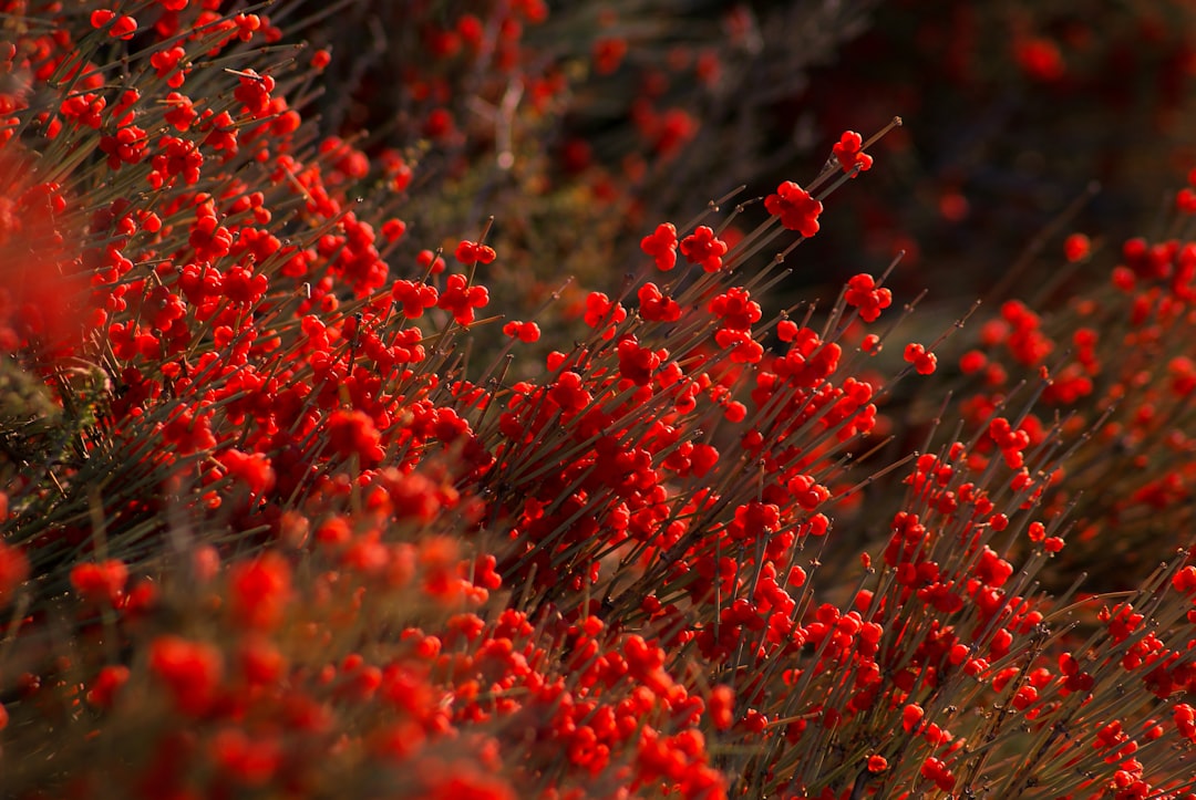 Ephedra