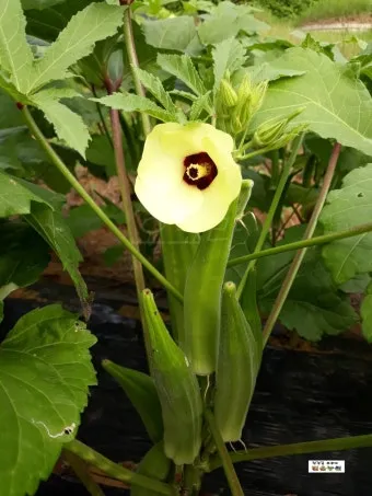 오크라 효능 재배법 손질 수확 요리 보관까지 한눈에 보기_14
