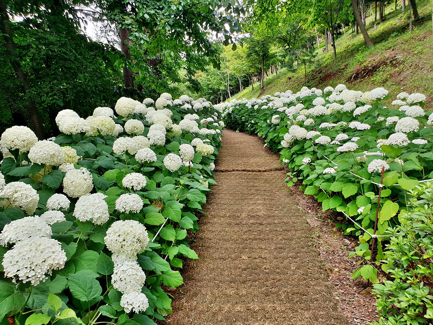 삼선산수목원 수국