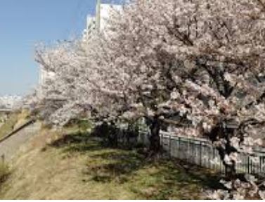 평택 벚꽃 명소