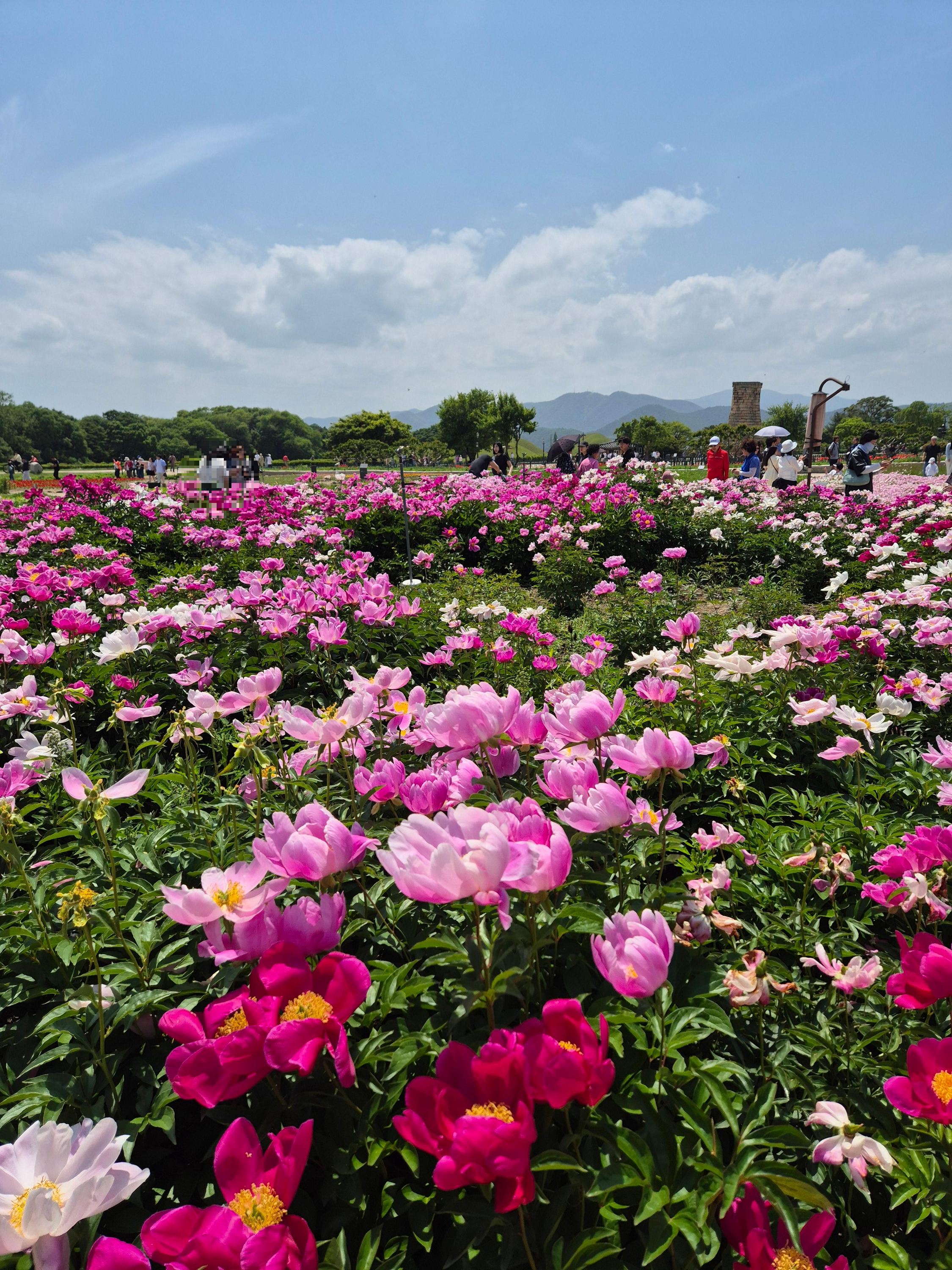 작약, 경주작약, 첨성대작약, 경주첨성대실시간,