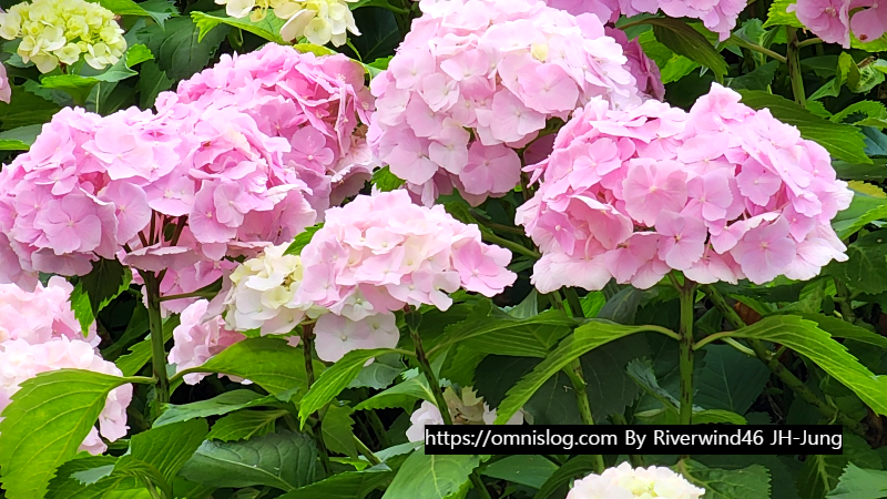 수국 水菊 hydrangea flower