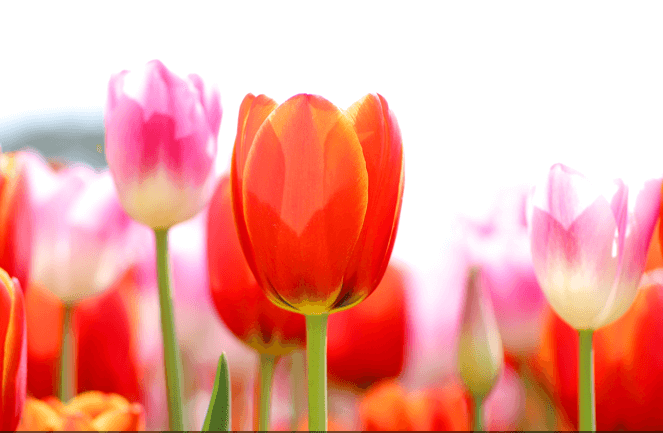 봄꽃축제&amp;#44; 벚꽃축제&amp;#44; 튤립축제&amp;#44; 유채꽃축제&amp;#44; 2025봄여행&amp;#44; 국내여행추천&amp;#44; 꽃놀이&amp;#44; 서울벚꽃&amp;#44; 제주벚꽃&amp;#44; 봄나들이