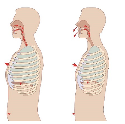 등 운동(Back Workout)에 대한 모든 것,