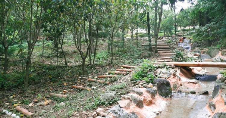 장흥 우드랜드 편백숲