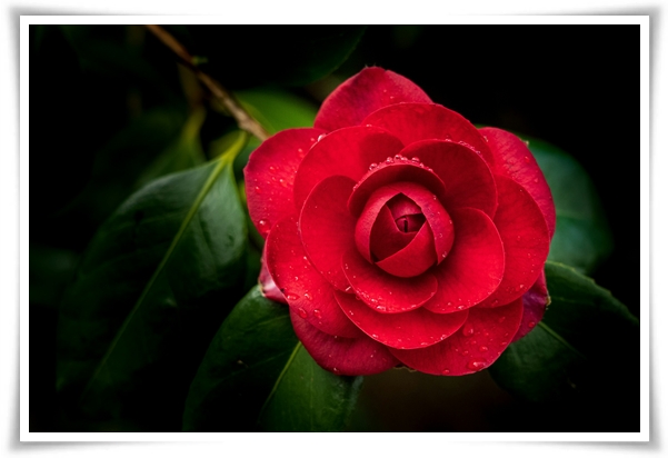 "동백꽃" 겨울의 끝 봄의 우아함을 담은 붉은 보석!