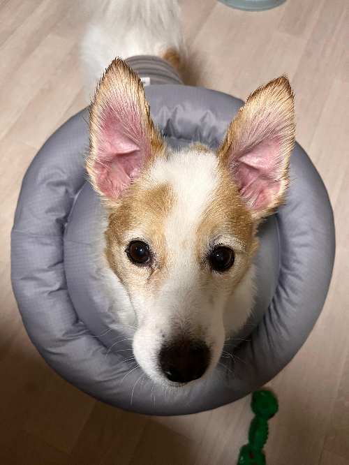 노령견의 인지장애