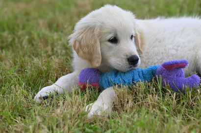 반려견 훈련 시 자주 하는 실수와 그 해결 방법