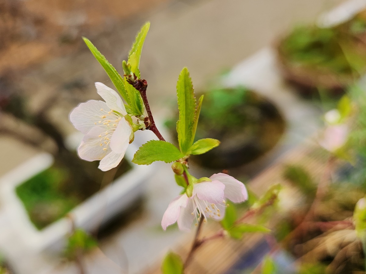 산옥매