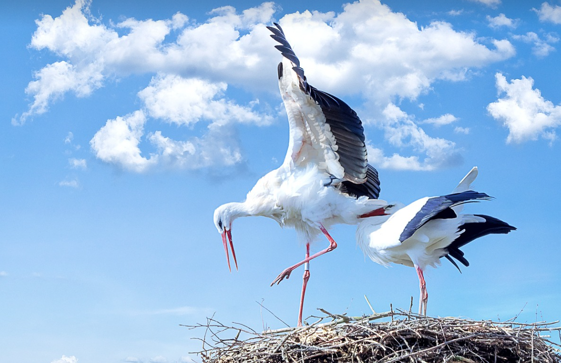 황새공원 생태체험