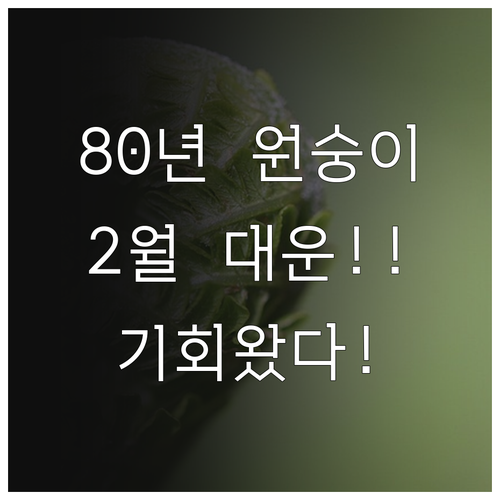 원숭이띠 1980년생 2월 운세 안내..