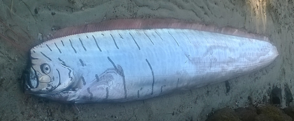 심해의 전설 '산갈치'의 외형 구조와 재연 재해 미신