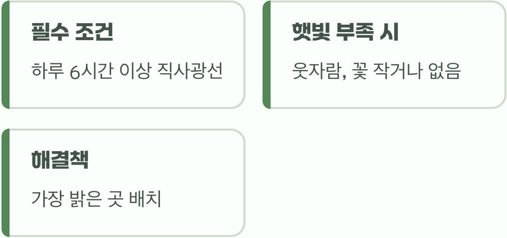 2. 여왕의 왕좌, 햇빛을 향한 사랑