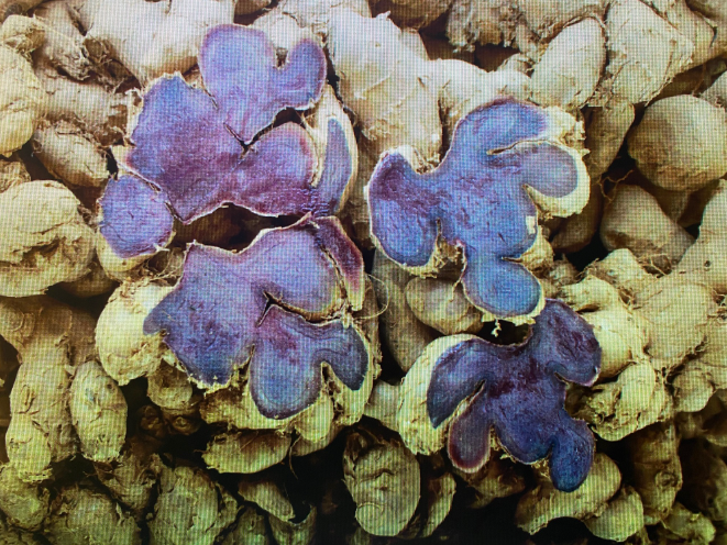 파비플로라(흑생강)뿌리