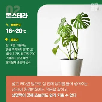 실내식물 초보 체크리스트 물주기 빛 습도 분갈이 한눈에 정리_5