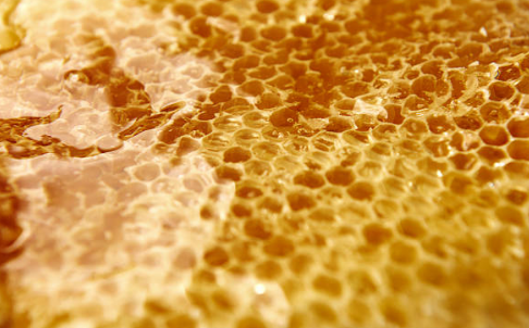 프로폴리스 효능, 부작용, 복용법 총정리 (2024ver)