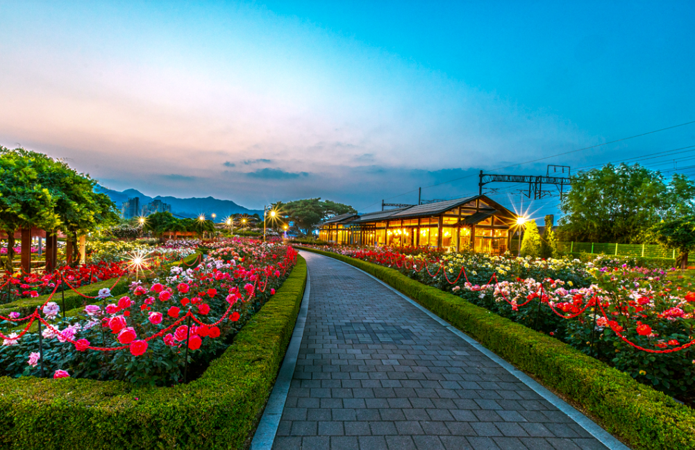 곡성세계장미축제1