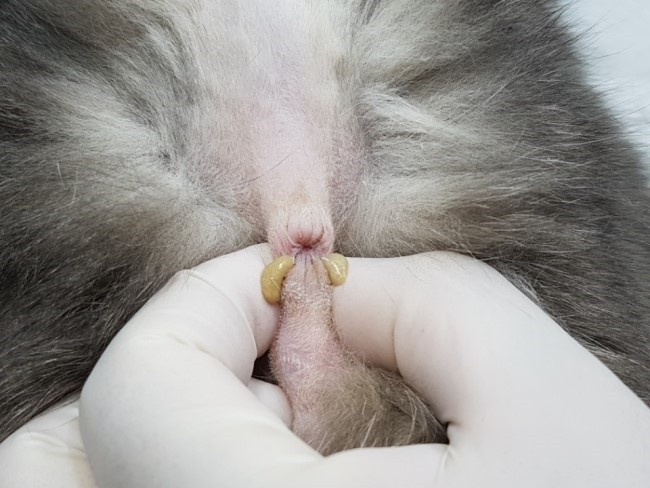 고양이 항문낭염