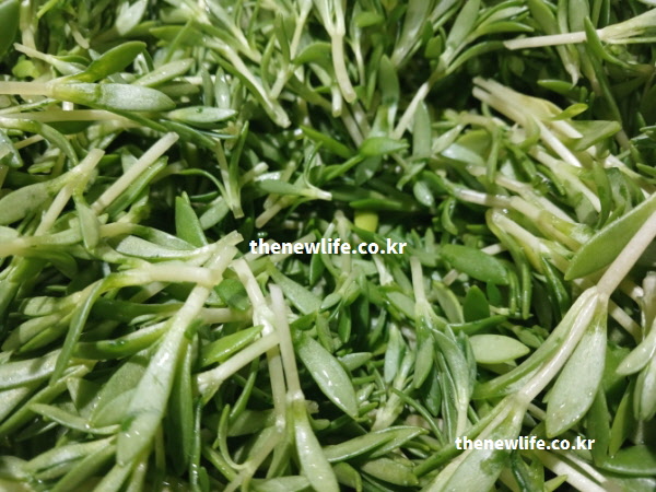 신진대사를 돕고 소화액 분비를 촉진하는 상큼하고 신선한 향이 가득한 돌나물