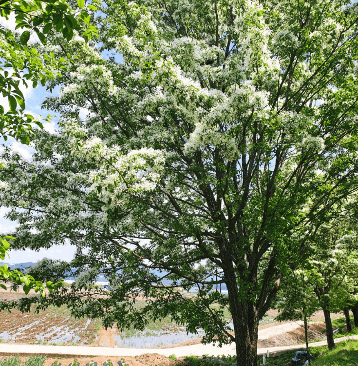 진천석정리-이팝나무길