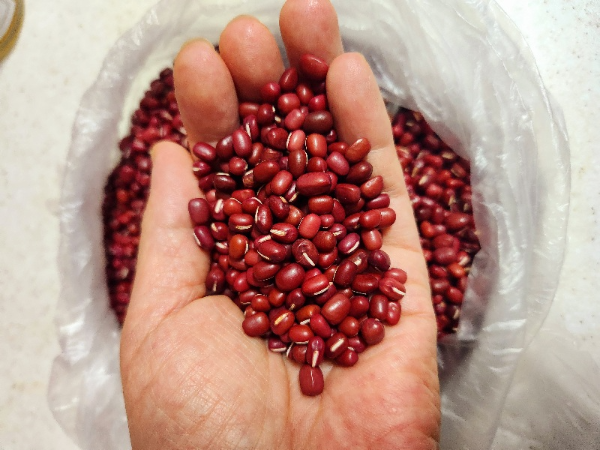 팥 사진