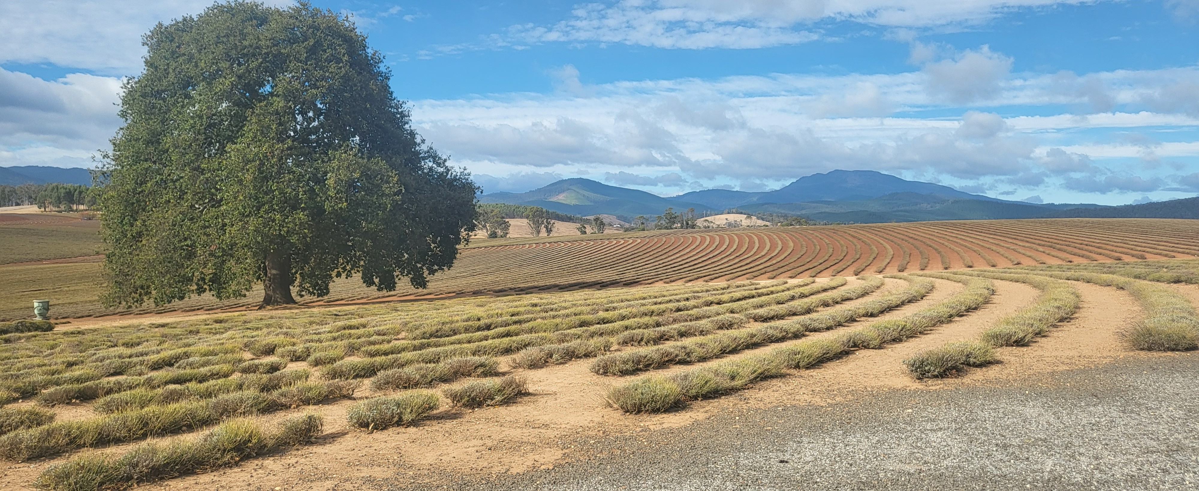 Bridestowe Lavender Estate