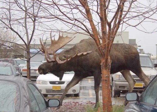 지록위마 뜻, 指鹿爲馬 유래 6