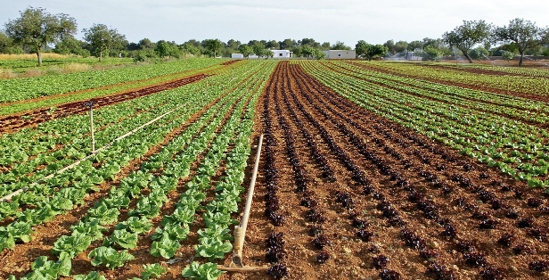어린이와 함께하는 텃밭 가꾸기: 흙과 생명이 주는 값진 경험