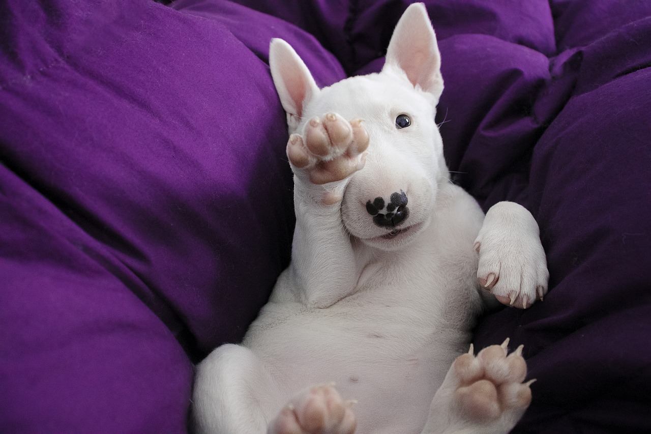 불 테리어(Bull Terrier)3