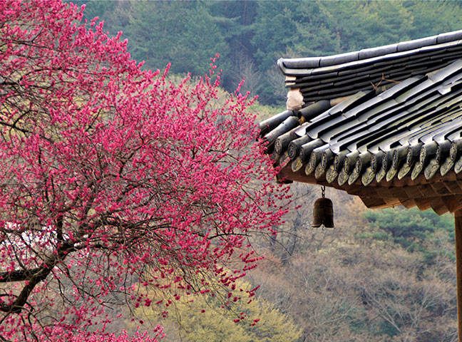 구례 화엄사 흑매 : 검붉은 색감이 압도적인 매화 성지