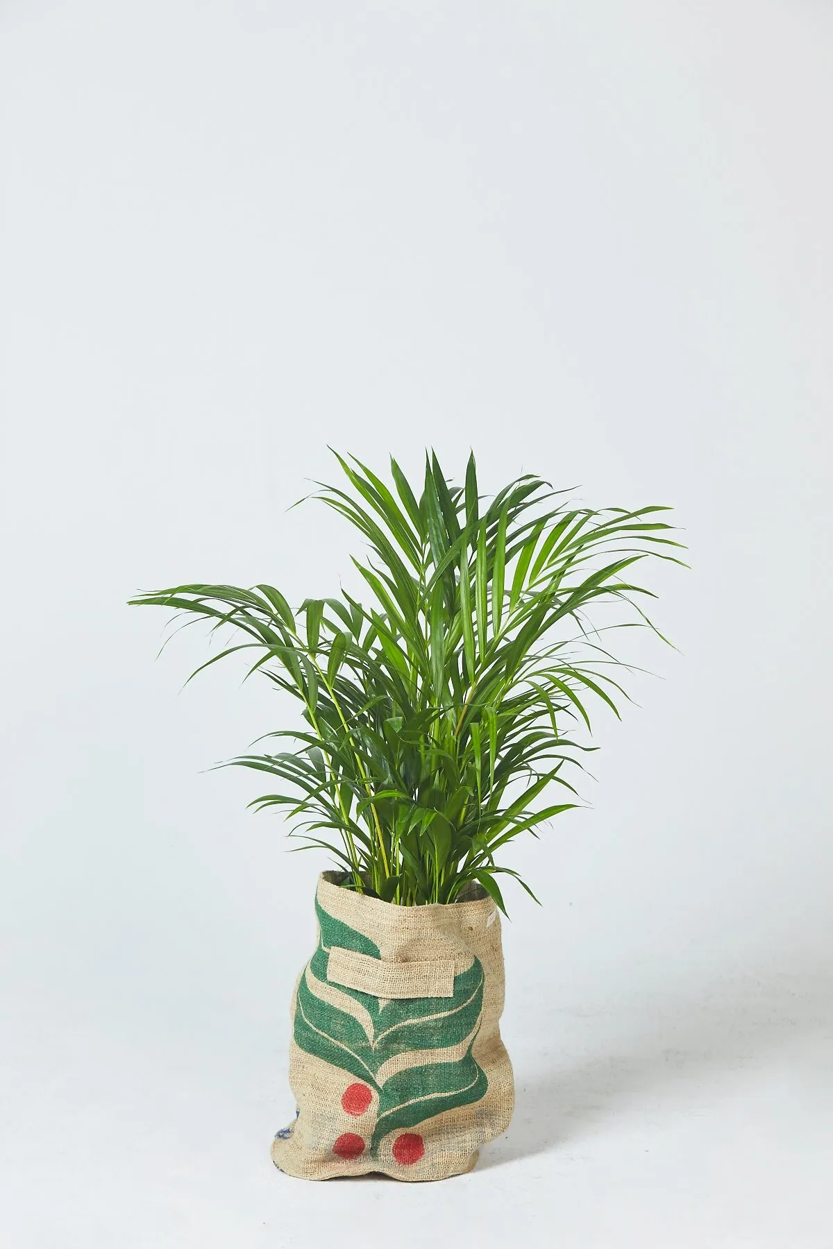 &amp;quot;아레카야자