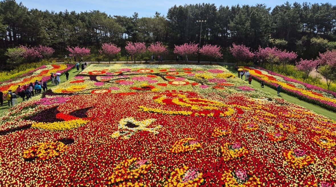 태안 튤립축제 기간