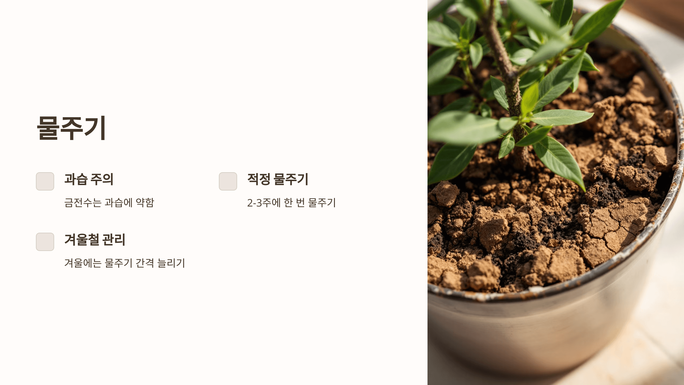 금전수와 관련된 사진입니다.