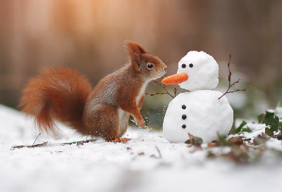 줄리안 래드(Julian rad)의 야생동물들