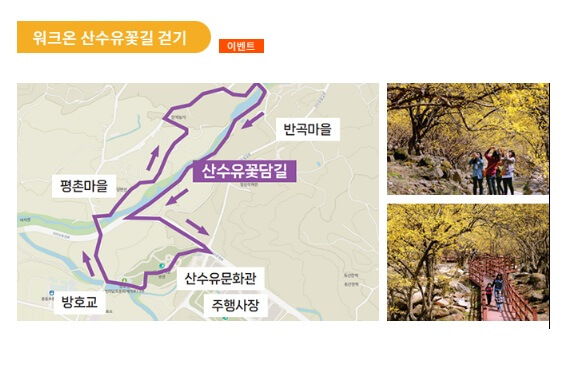 구례 산수유축제 기간