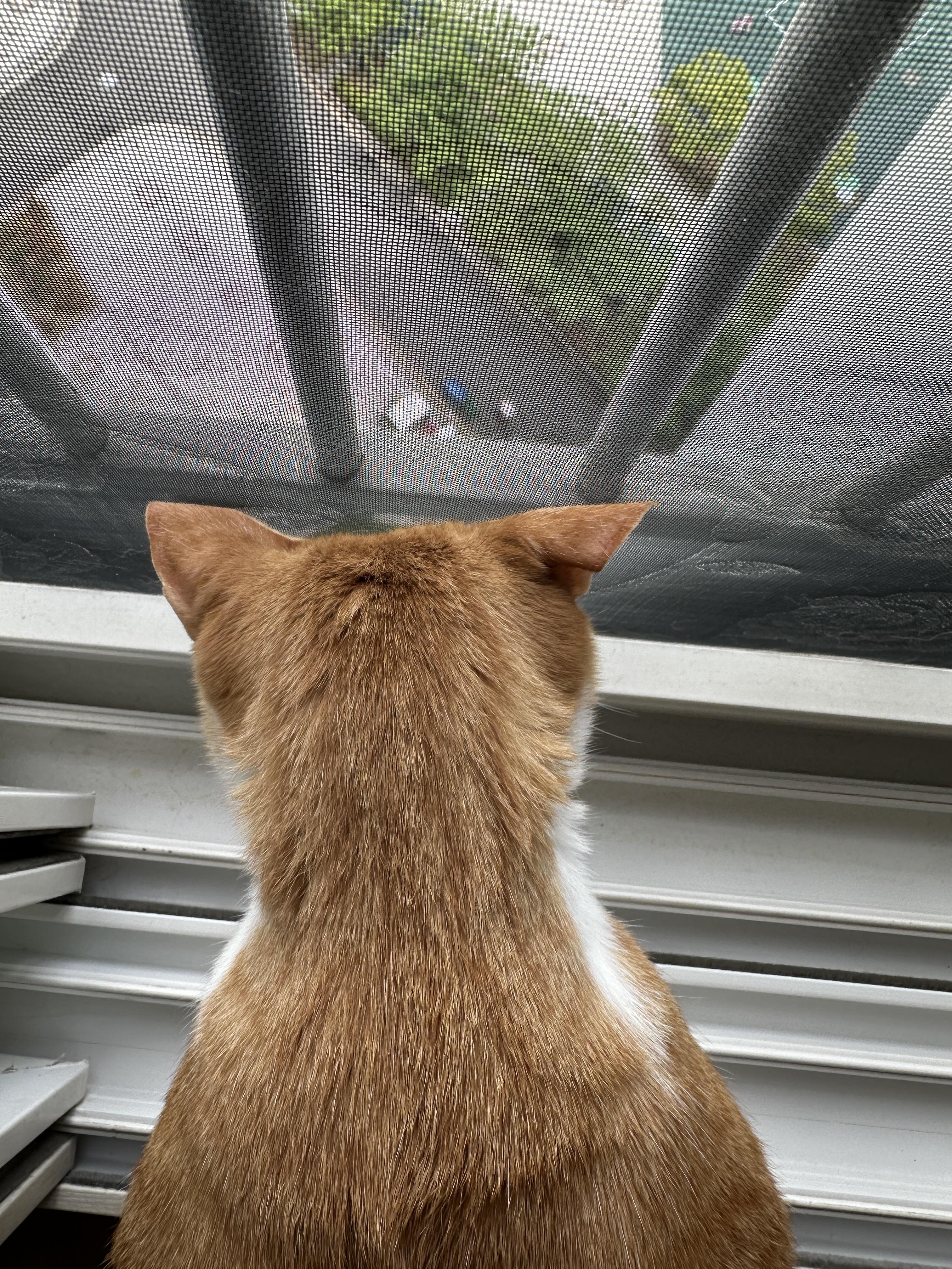 안전방충망에 머리 꼭 대고 창밖 구경하고 있어서 귀가 접힌 고양이들