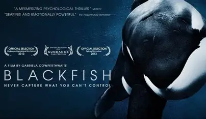 블랙피쉬 관련 사진