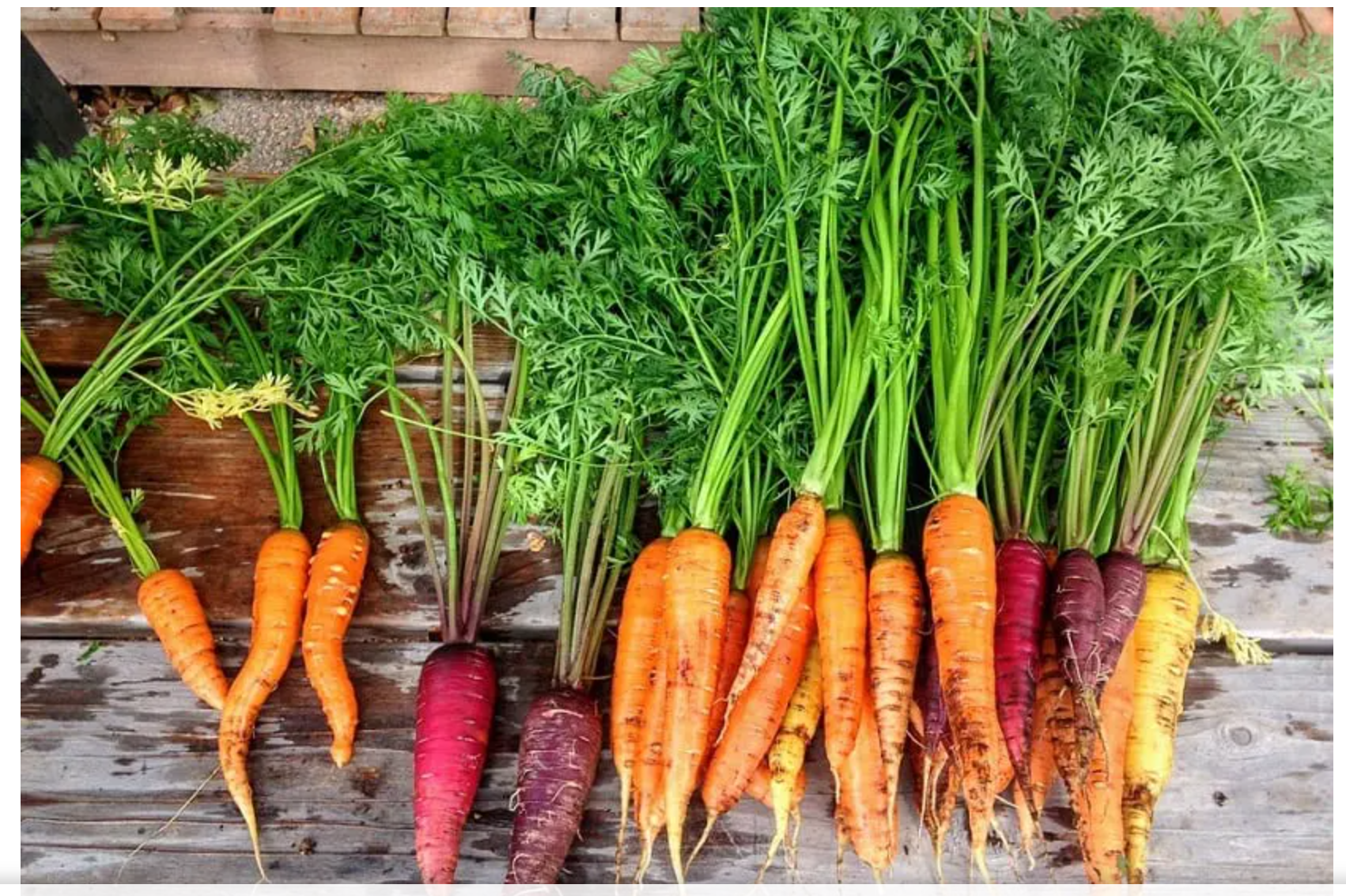 당근의 잎과 종류