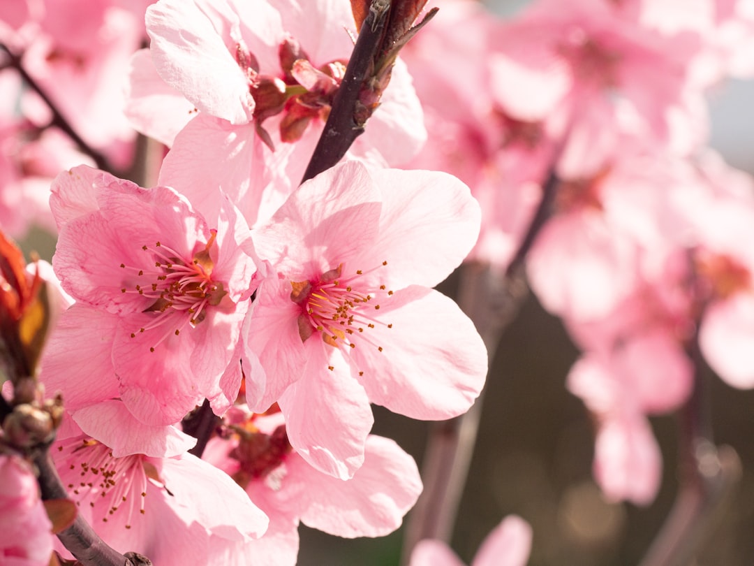 Peach Blossom