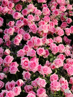 장미정원 이미지 2